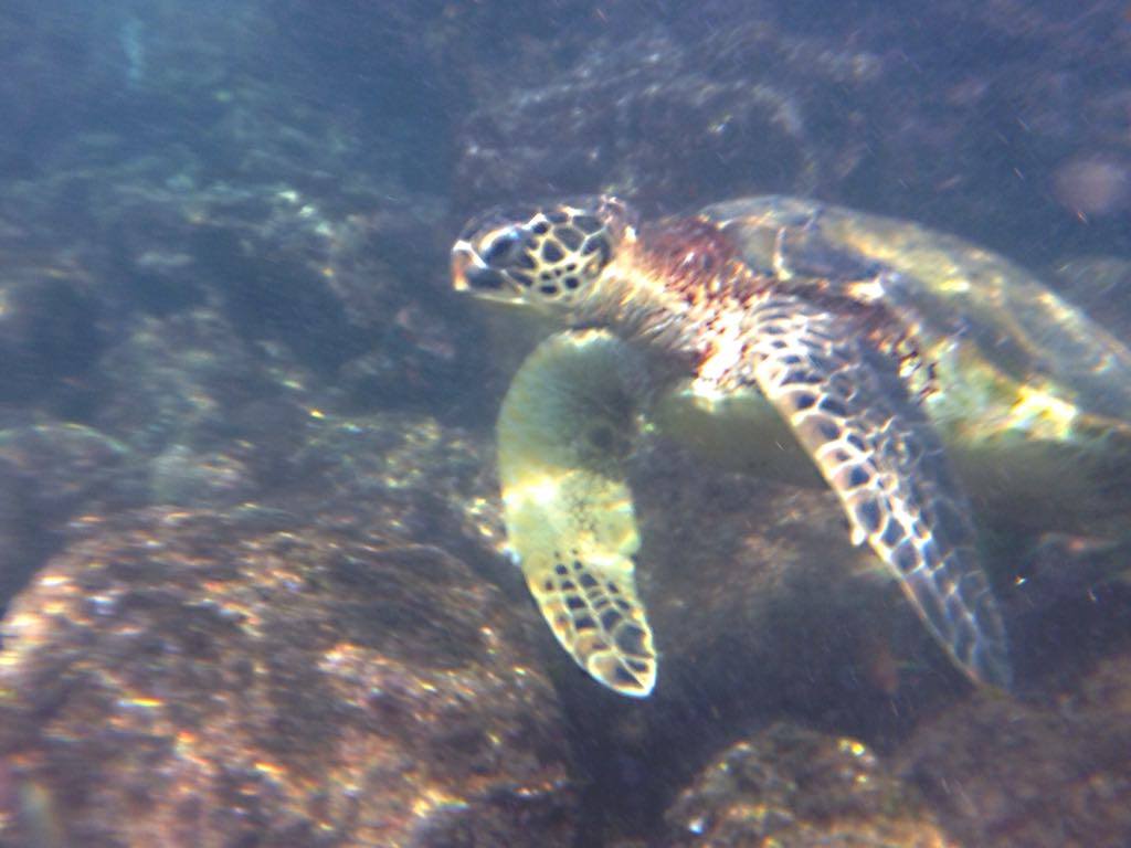 hawaii turtle.jpeg